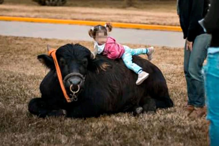 Destacan que se establece una conexión especial entre los búfalos y los niños