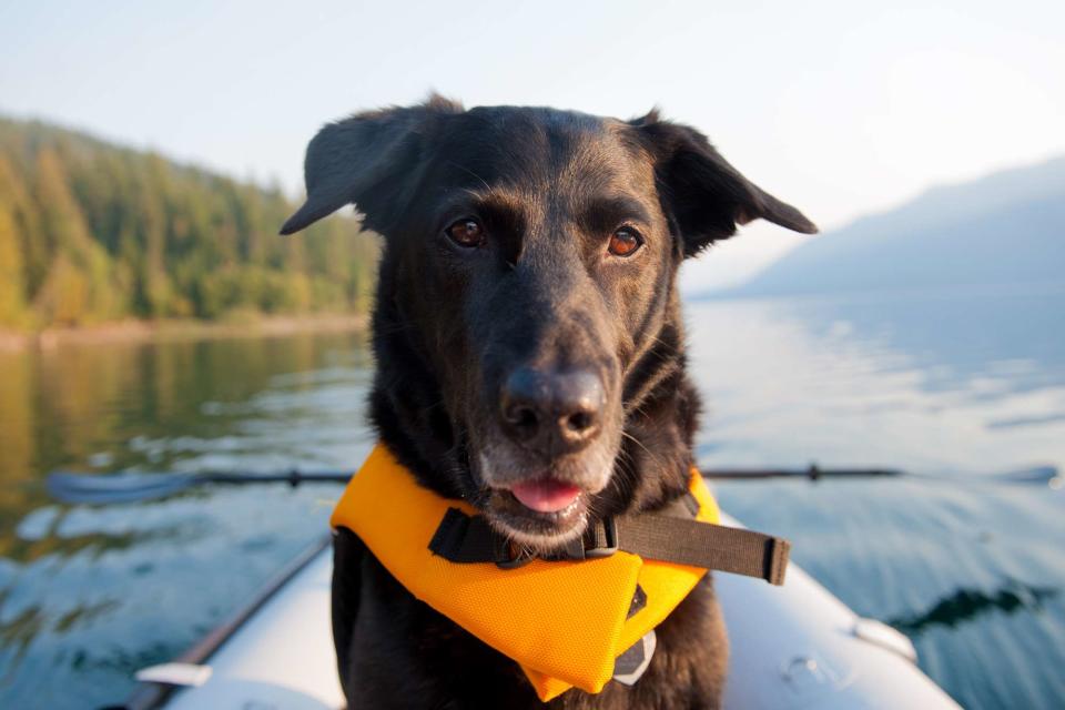 <p>Getty</p> Dog in a boat -- stock image