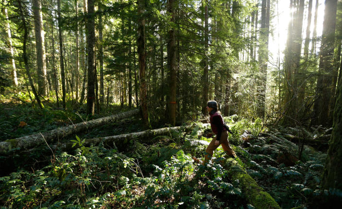 <p>Paula Swedeen, a forest policy specialist for the Washington Environmental Council, walks through forest land adjacent to Mount Rainier National Park on Monday, Nov. 23, 2015, near Ashford, Wash. The land is part of a new project of 520 acres on private timberland that allows the private nonprofit Nisqually Land Trust to sell so-called “carbon credits” to individuals and companies – including Microsoft Corp. – who are hoping to offset their carbon footprints. (AP Photo/Ted S. Warren) </p>