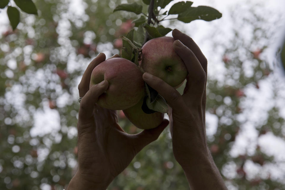 In this Sunday, Oct. 6, 2019, photo, a Kashmiri farmer plucks apples inside his orchard in Wuyan, south of Srinagar Indian controlled Kashmir. The apple trade, worth $1.6 billion in exports in 2017, accounts for nearly a fifth of Kashmir’s economy and provides livelihoods for 3.3 million. This year, less than 10% of the harvested apples had left the region by Oct. 6. Losses are mounting as insurgent groups pressure pickers, traders and drivers to shun the industry to protest an Indian government crackdown. (AP Photo/Dar Yasin)