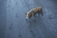 In this Jan. 13, 2020, photo, a dog walks along ash fall covered road as Taal Volcano continues to spew ash in Tagaytay, Cavite province, south of Manila, Philippines. (AP Photo/Aaron Favila)