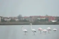 Los huéspedes también pueden disfrutar de la vida marina que rodea a la isla y de las aves, incluidos los flamencos. (Foto: <a href="http://www.airbnb.es/rooms/12110686?_set_bev_on_new_domain=1598534244_ZDg5N2M3ZWE3YzY1&source_impression_id=p3_1598534243_2QH3Zgm9E6HE3c5k" rel="nofollow noopener" target="_blank" data-ylk="slk:Airbnb;elm:context_link;itc:0;sec:content-canvas" class="link ">Airbnb</a>).