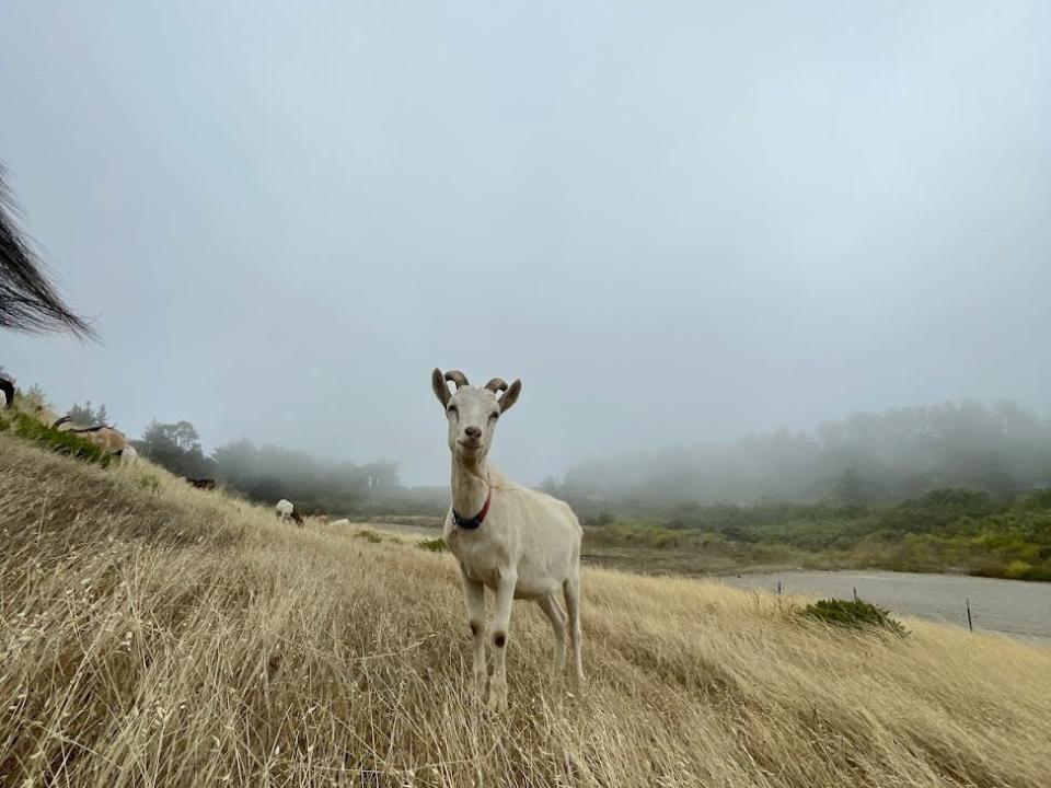 Ickarus the Goat standing in a field.