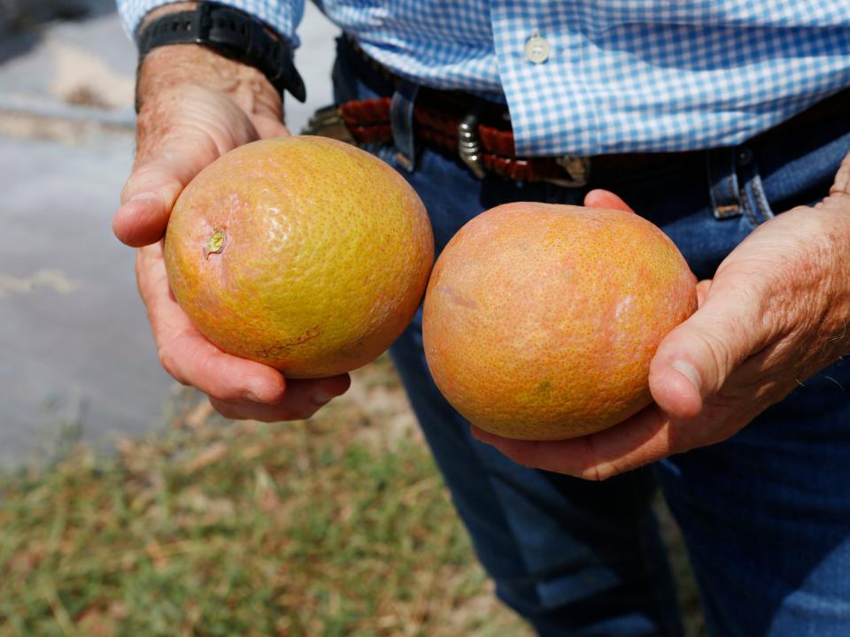 Grapefruits from Dan Richey's citrus groves in Florida.