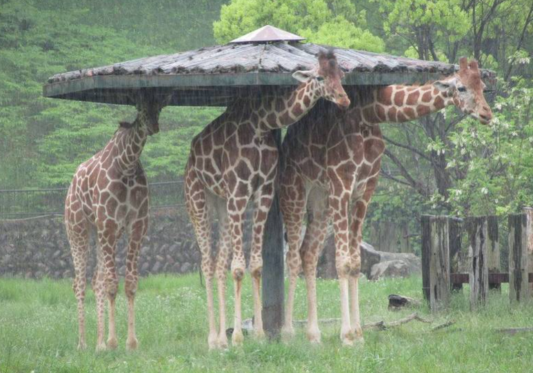 安佐動物園長頸鹿躲雨。（圖／@asa_zoo官方推特）