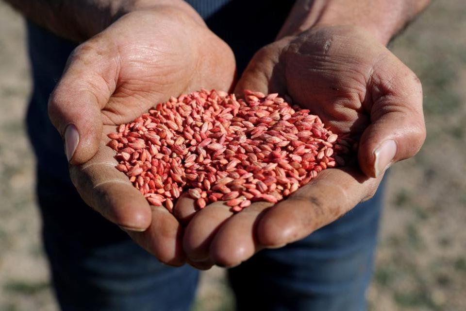 Hands holding barley seeds