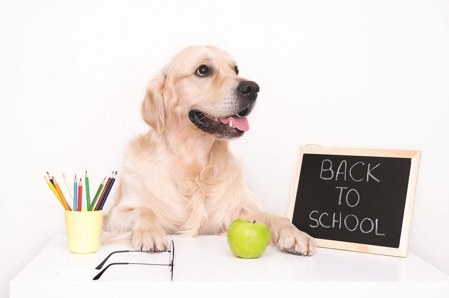 Make the school day more fun with pet-themed supplies.