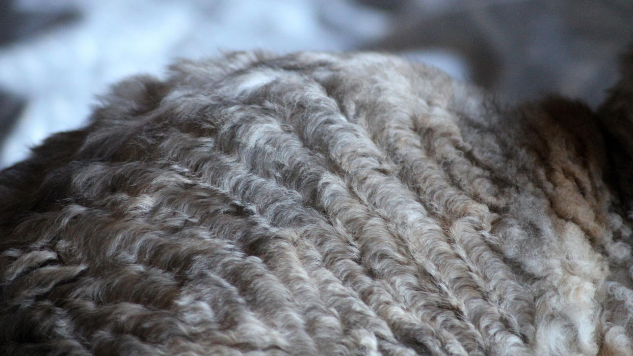 Close up of Devon Rex cat fur