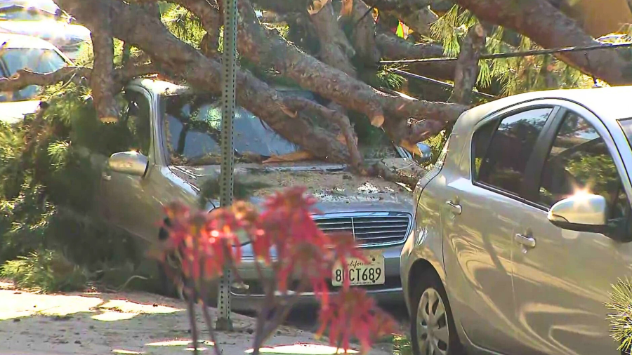Cars are seen under a tree that toppled in Lake Balboa on March 14, 2024.