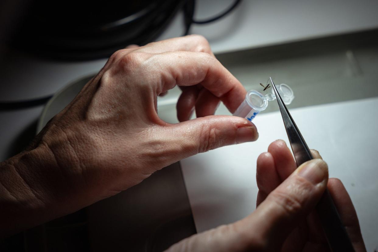 Close-up of inserting a mosquito in a tube