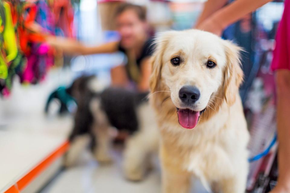 cute golden retriever at a pet-friendly pet store looking at the camera with his tongue out