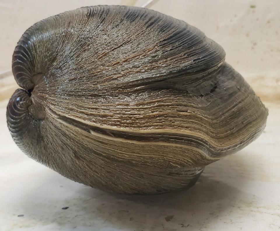 A dented shell provides hints of Aber-clam Lincoln's migration from the North Atlantic to the shores of the Panhandle Coast.  the quahog clam age is estimated at 214 years