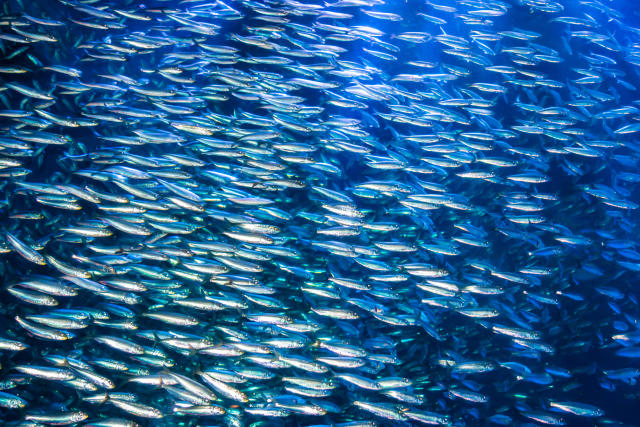 Warning of how ocean warming could devastate the fish we eat