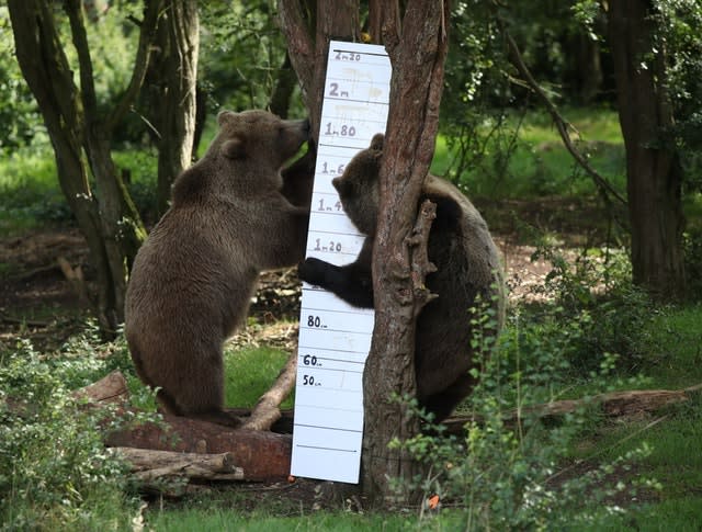 Annual weigh-in at Whipsnade Zoo