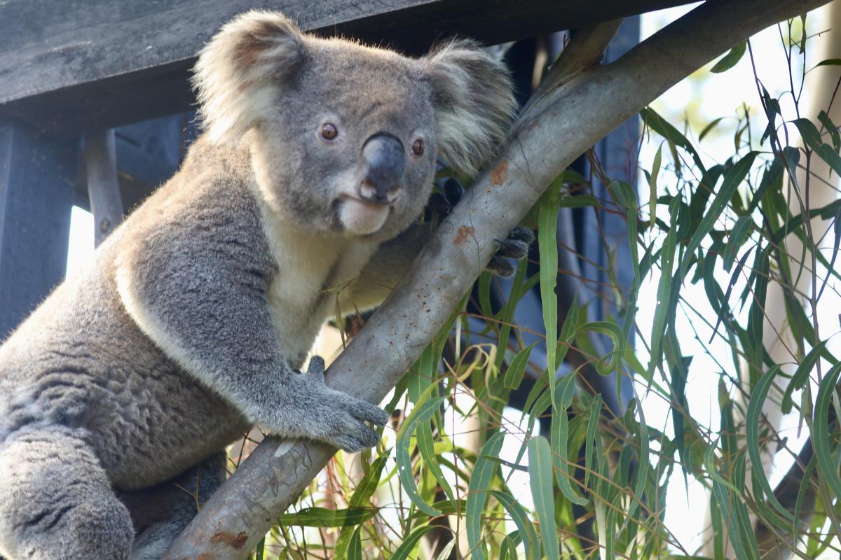 This adorable baby koala got *way* too excited and ran face-first into a  tree - Yahoo Sports