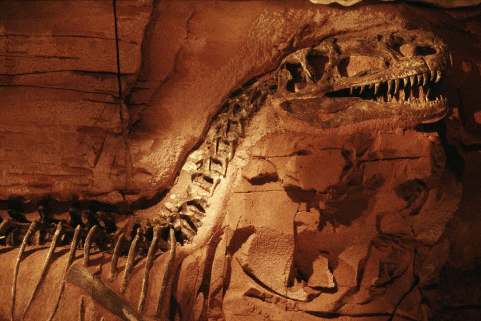 Fossilized dinosaur skeleton displayed in a museum