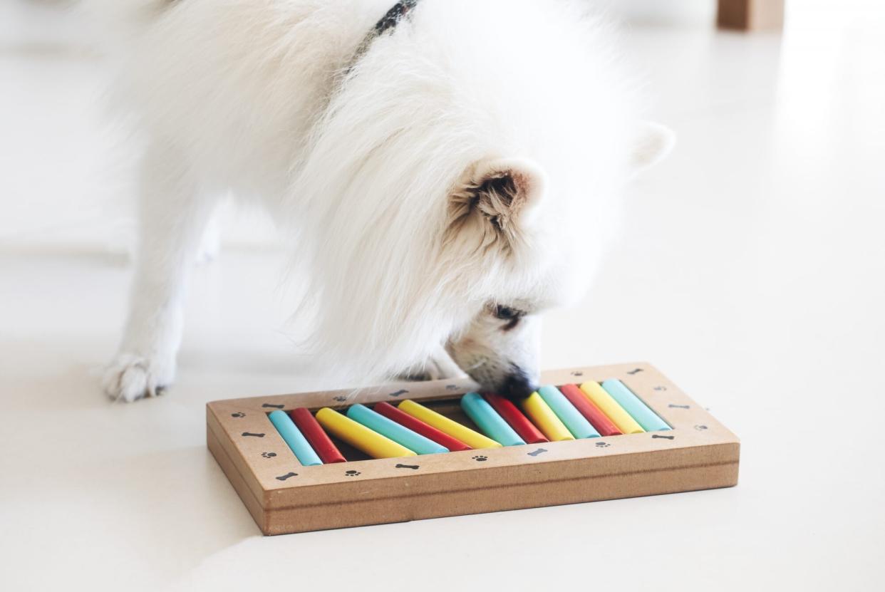 American Eskimo Dog playing a training puzzle game