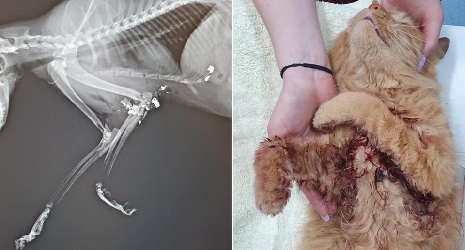 Richmond the cat's X-ray shows shrapnel stuck in his leg (left) and the cat covered in blood when he was found shot (right)