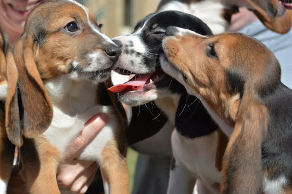 Puppies from the first litter born through in vitro fertilization. A new study by Cornell University scientists opens the door for conserving endangered species and for eradicating heritable diseases in dogs.