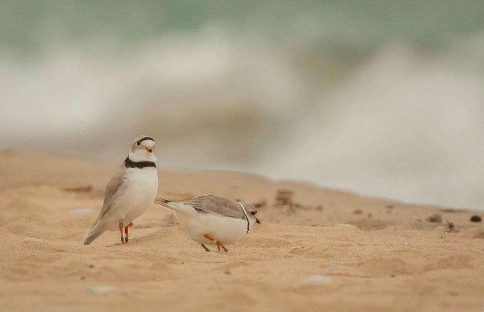 A potential nesting pair of Great Lakes piping plovers sit among the rocks near the shoreline at Sleeping Bear Dunes National Lakeshore on May 3, 2022. Plovers rely on their ability to blend with their surroundings to keep from being seen by predators. Their top feathers are the color of dry sand and their bottom feathers are white, blending in with the light gray stones on the beach. The National Park Service is working with other organizations to team up on conservation efforts for the threatened species. The birds return to the area to nest and raise young, leaving to migrate south in mid-July. 