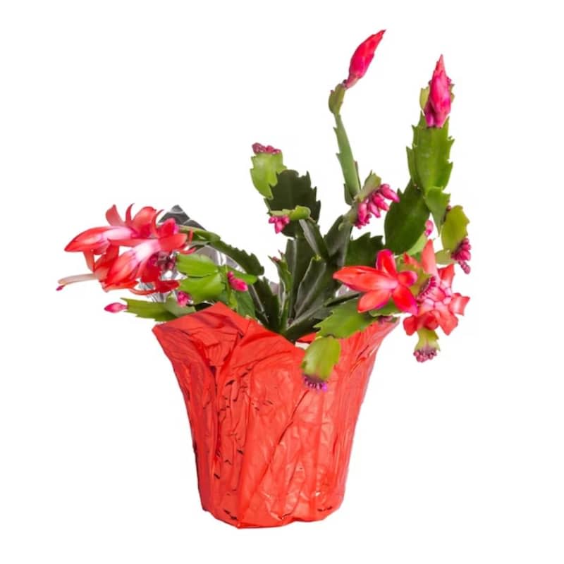 Costa Farms 8-Inch Fresh Christmas Potted Christmas Cactus