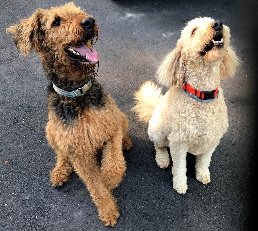 Airedale terrier Maxwell and his girlfriend Goldendoodle Magnolia patiently wait for a treat in Chester, Va. in April 2019.