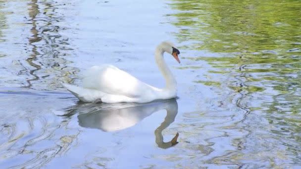 PHOTO: Police say a swan was stolen from a swan pond in Manlius, New York, and then eaten. (WSYR)