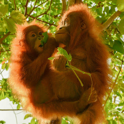 The Orangutan Project states adopting an orangutan is the perfect way to make a meaningful difference in the world. Pictured here are Asto and Asih, two young, orphaned orangutans in a Sumatran rescue center.