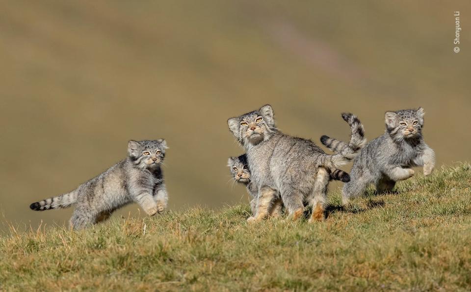 Handout photo issued by the Natural History Museum of a rare shot of Pallas's cats, by Shanyuan Li, which is a 2020 category prize winner at the Wildlife Photographer of the Year competition.Shanyuan Li/Wildlife Photographer of the Year 2020/PA Wire