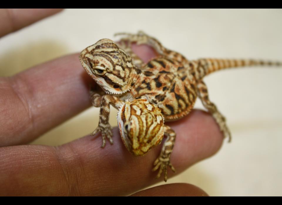 Ray spent around $5,000 for Pancho and Lefty after they were born in May, 2010. He believes they are the rarest animals in the world and is proud he's been able to keep them alive for two years since most people didn't think they'd survive a month.