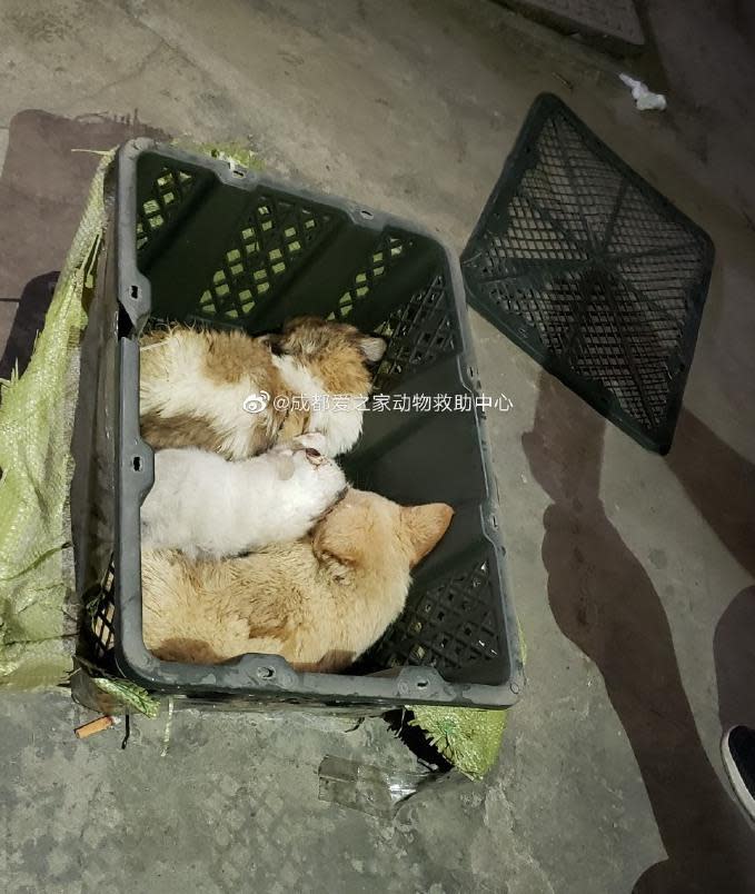 Animal rescue volunteers said they found hundreds of puppies and kittens closely packed together, many of them struggling to breathe.  / Credit: Chengdu Love Home Animal Rescue Center / Weibo