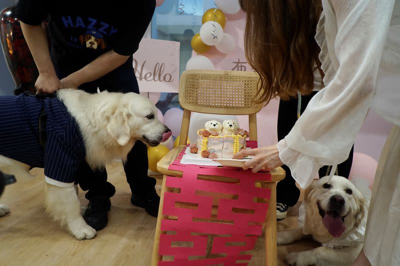 Dog wedding in Shanghai