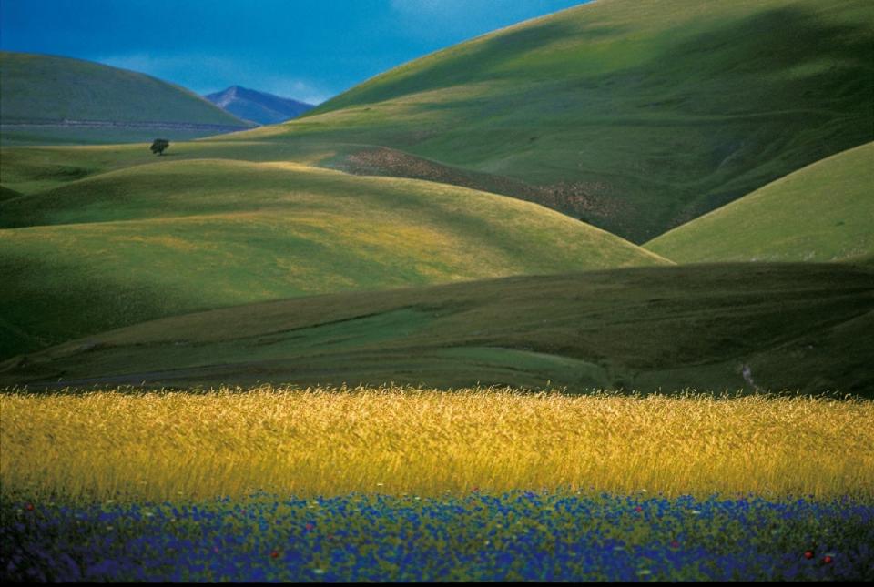 Rolling hills in scenic Le Marche (Regione Marche)