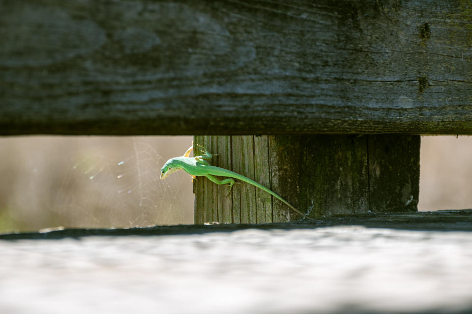  A green anole waits patiently by a spider’s web for a meal at La Chua Trail in Gainesville, Florida. (Augustus Hoff/WUFT News)