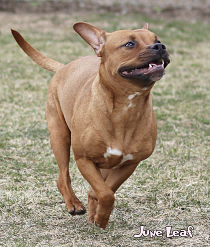 Ingham County Animal Control and Shelter