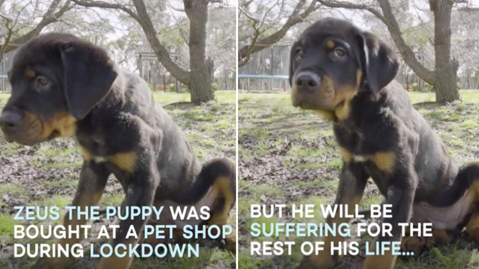 puppy farming in australia