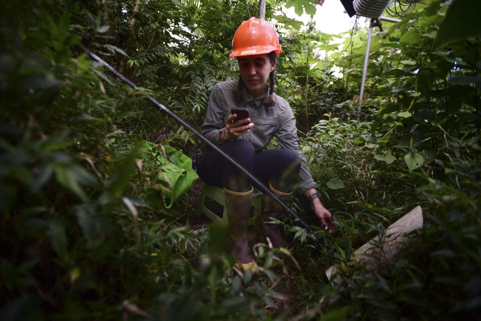 In this Feb. 13, 2019 photo, intern Virginia-Rose Seagal downloads pictures from an underground camera that registers the growth of roots inside one of the warming plots in the El Yunque tropical rainforest, in Rio Grande, Puerto Rico. The hurricanes that pounded Puerto Rico in 2017, blasting away much of its forest cover, may give scientists clues to how the world will respond to climate change and increasingly severe weather. (AP Photo/Carlos Giusti)