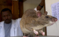 Estas ratas son originarias de África, pero han sido vistas en Grassy Key, en Florida. A pesar de los esfuerzos ecológicos por exterminar a estas ratas en esta parte de EEUU, de momento están sobreviviendo. REUTERS / Sala Lewis