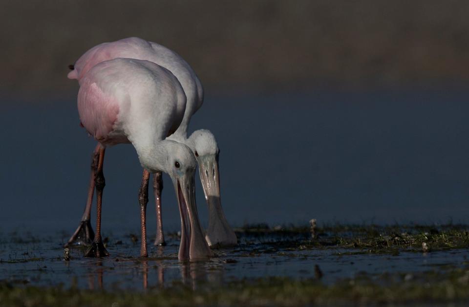 Roseate spoonbills feed and preen at Bunche Beach in Fort Myers on Friday, Sept. 1, 2023. (Andrew West/The News-Press a part of the USA Today Network)