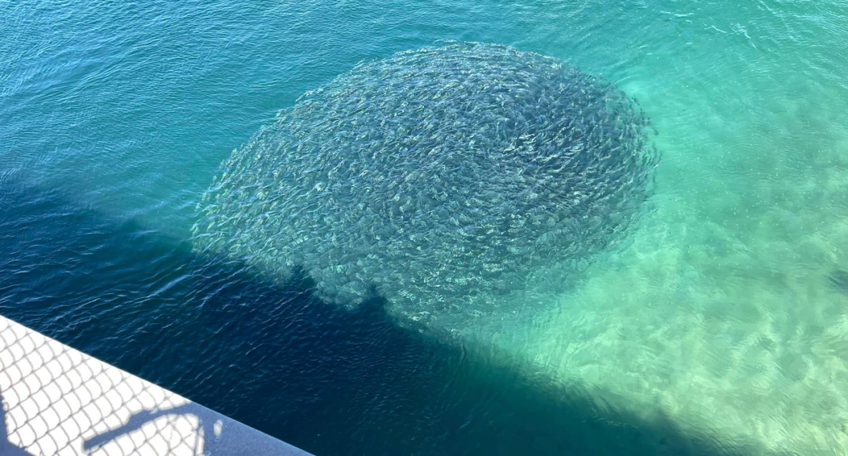 Bait ball / school of fish and Blue Runn, Stock Video