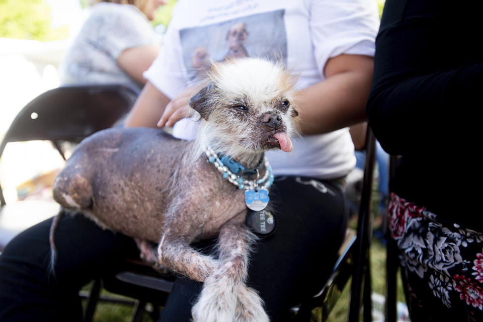 Tee Tee prepares to compete in the World's Ugliest Dog Contest at the Sonoma-Marin Fair in Petaluma, Calif., Friday, June 21, 2019. (AP Photo/Noah Berger)