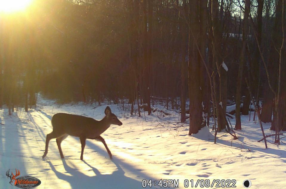 A doe walks near a trail camera Jan. 8 in Somerset County. A statewide program, called Red Tag, is available for farmers to recruit hunters to help reduce crop damage by deer.