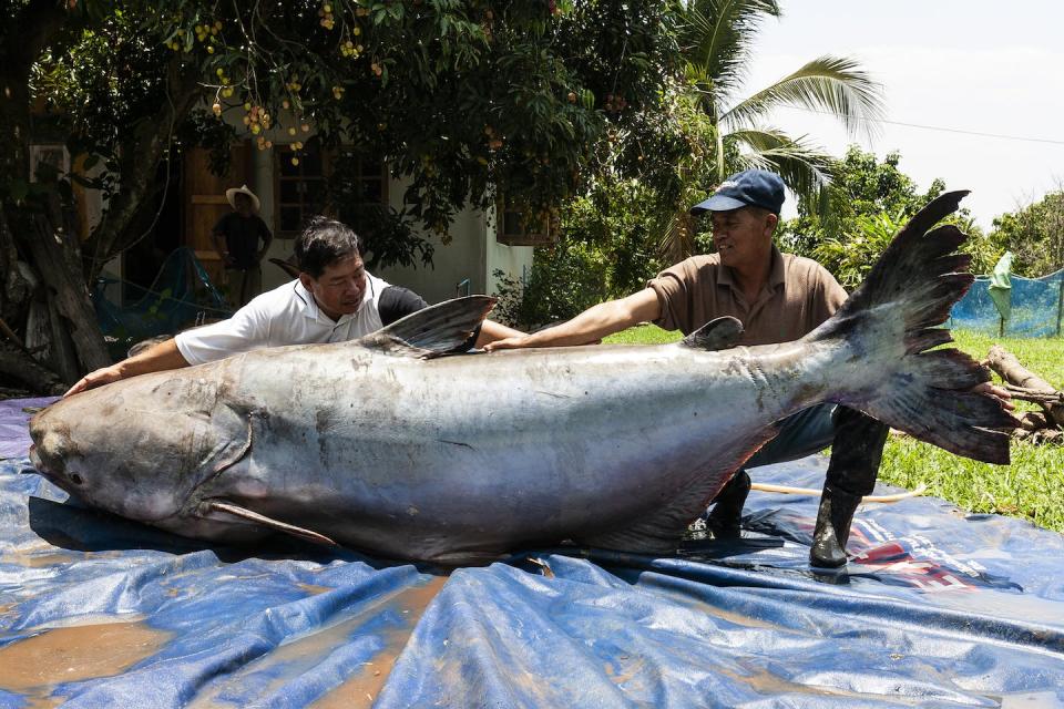 This 646-pound Mekong giant catfish was caught in 2005. Suthep Kritsanavarin