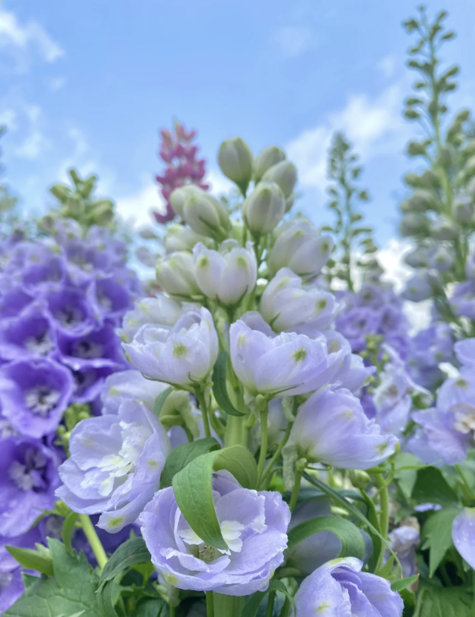 深圳好去處｜福田打卡一日遊！年輕人都去這裏 春遊香蜜公園/民居咖啡街/工業風文青區A Park/水圍夜市掃街