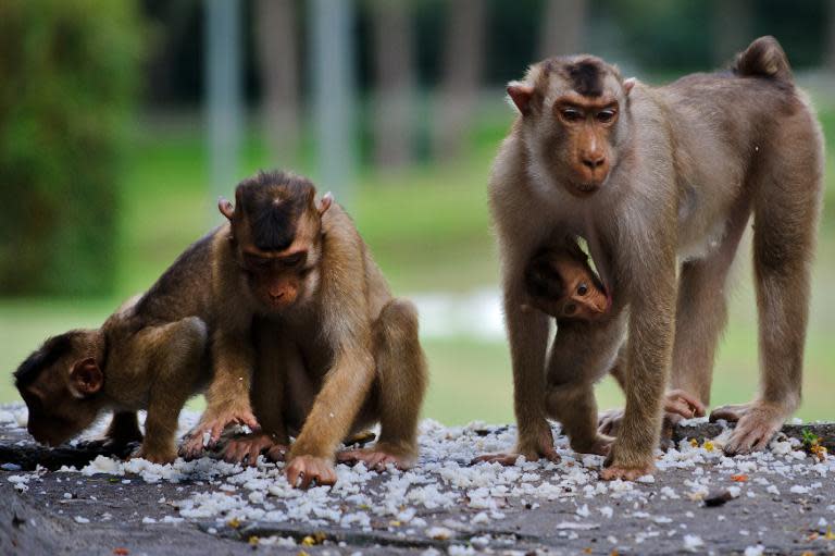 The prototype eCD4-Ig drug was tested on macaque monkeys, like these pictured in Malaysia