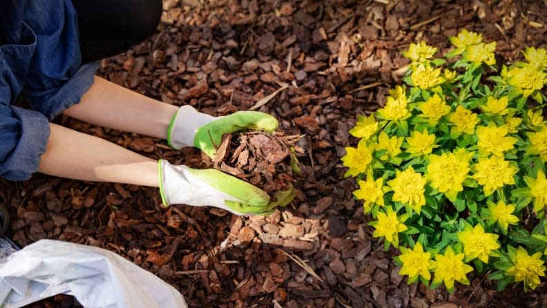 Use mulch to cover up any bare soil spots to keep weeds at bay.