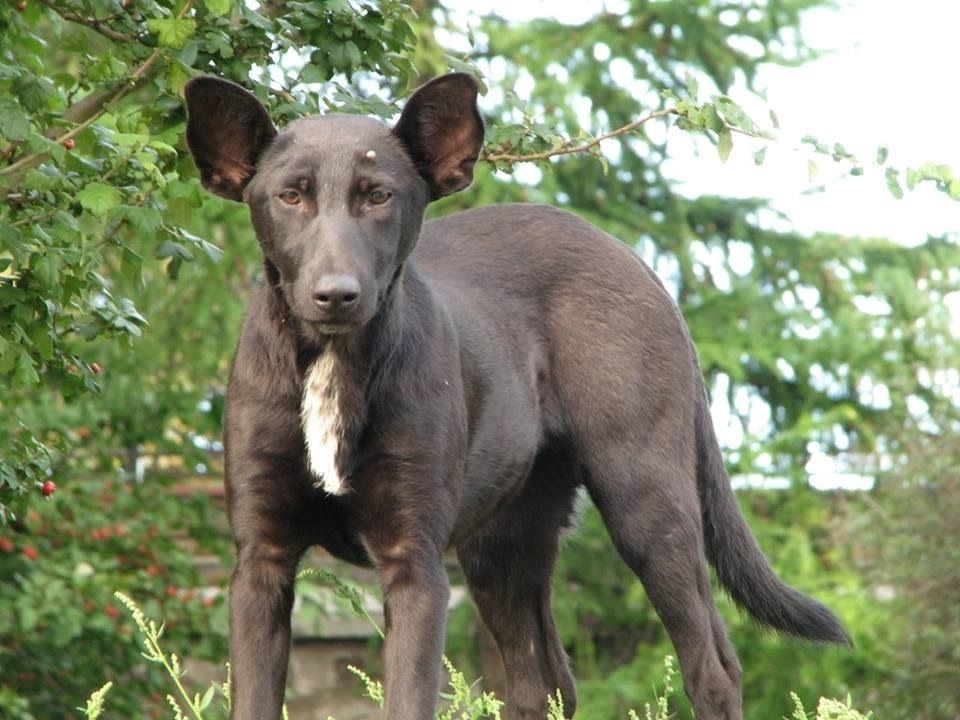 Tierische Doppelgänger: Tiere, die wie Promis aussehen