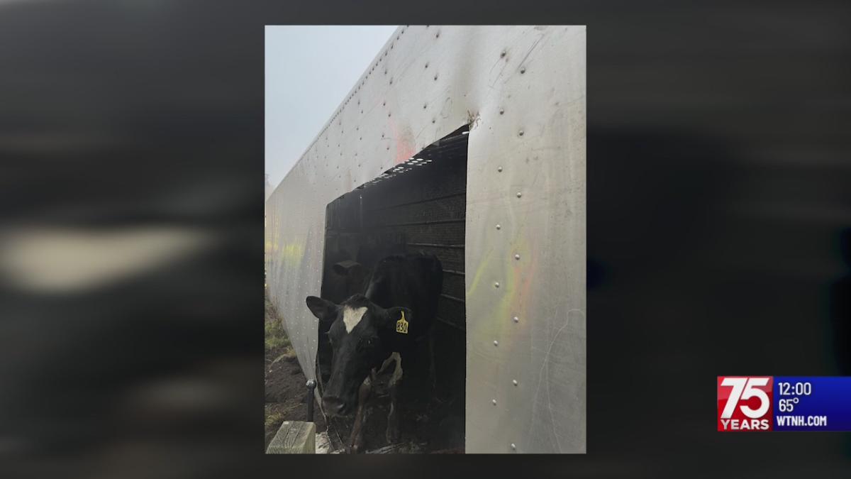 13 Cows Die After Tractor Trailer Rolls Over On I 84 In Newtown 9469