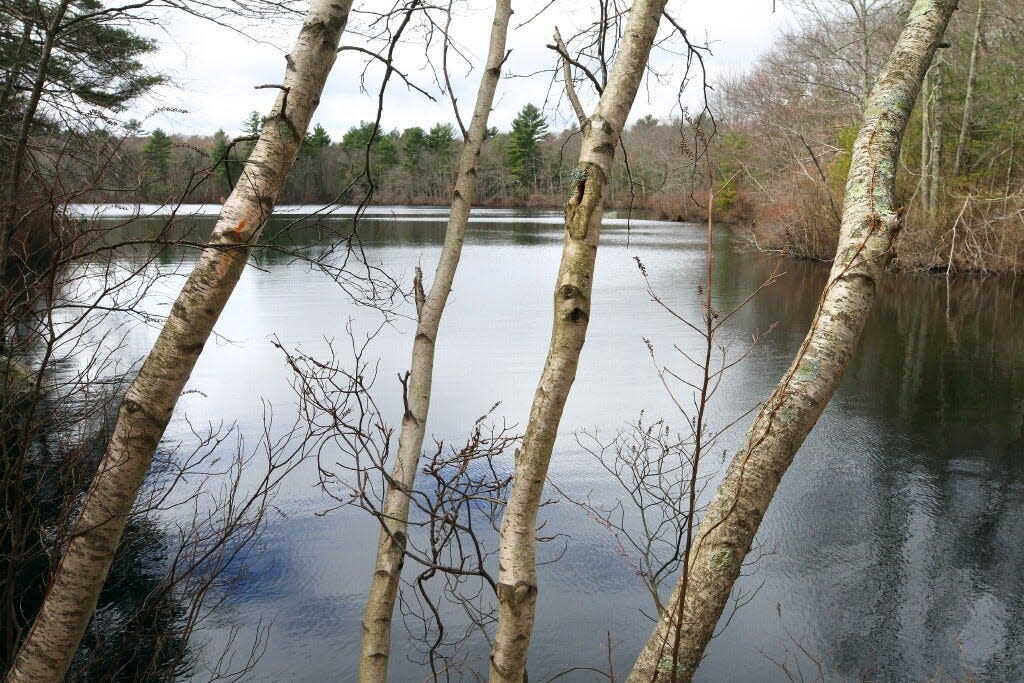 Birch trees near the banks of Carr Pond in Coventry.