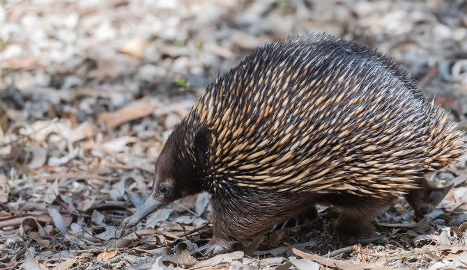 Echidna